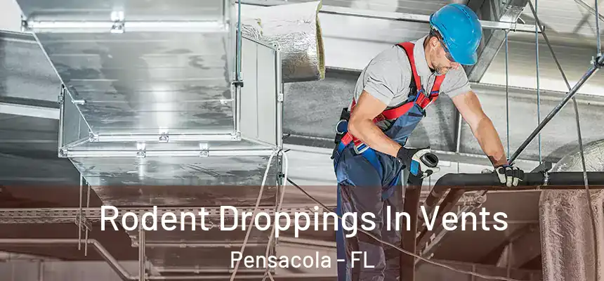  Rodent Droppings In Vents Pensacola - FL